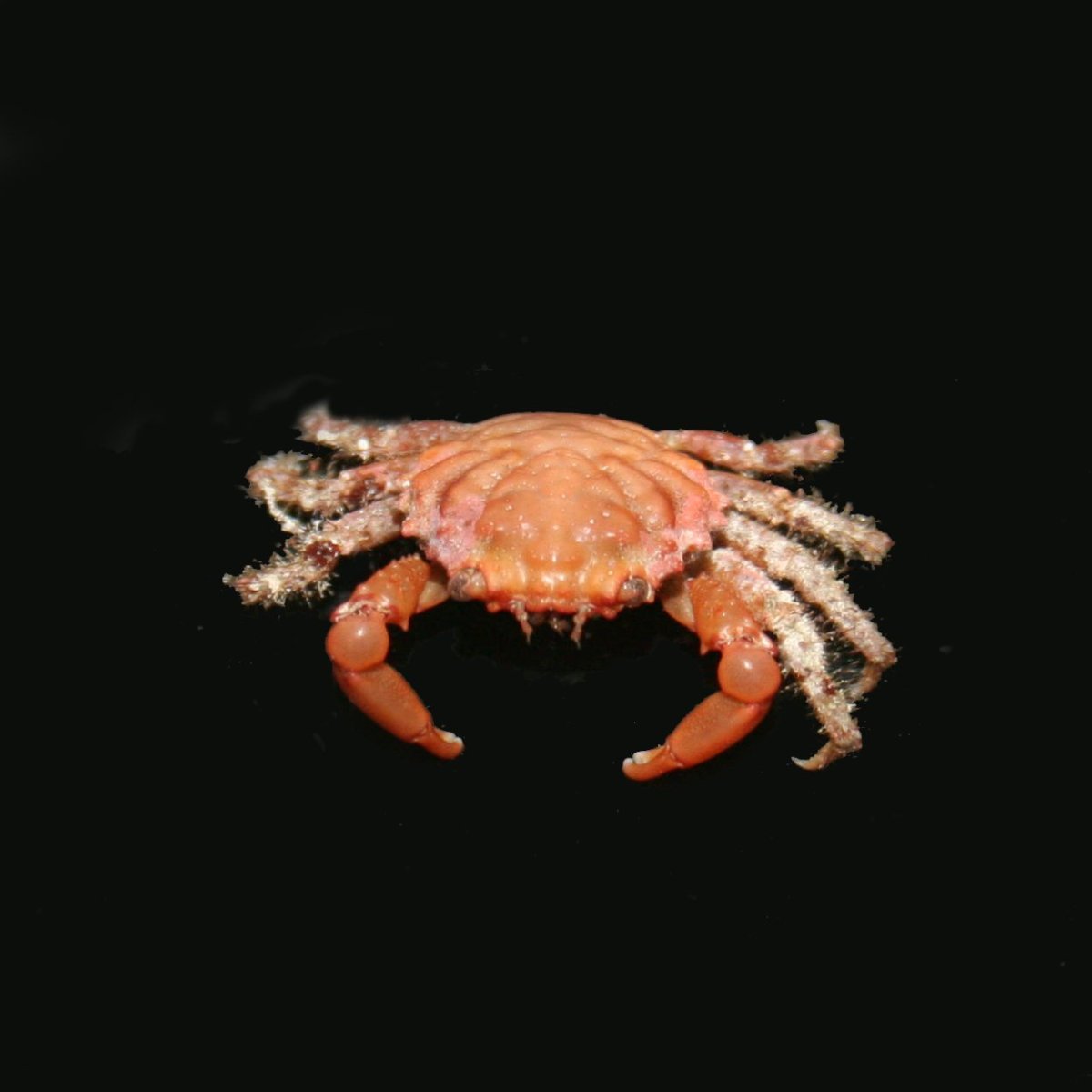 p-304-Red-Mithrax-Crab.jpg