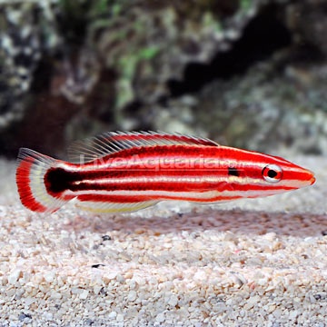 p-89406-pacific-hogfish.jpg