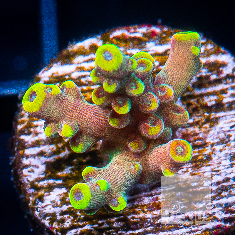 P Acropora 119 88.jpg