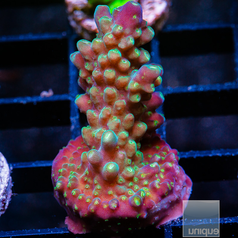 P Acropora 34 10.JPG