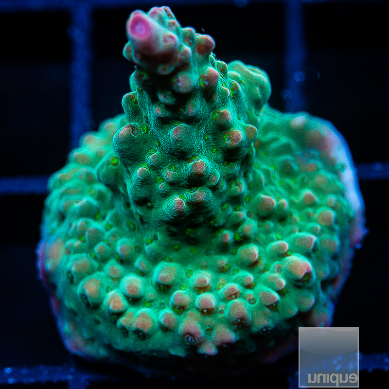 P Acropora 44 10.JPG