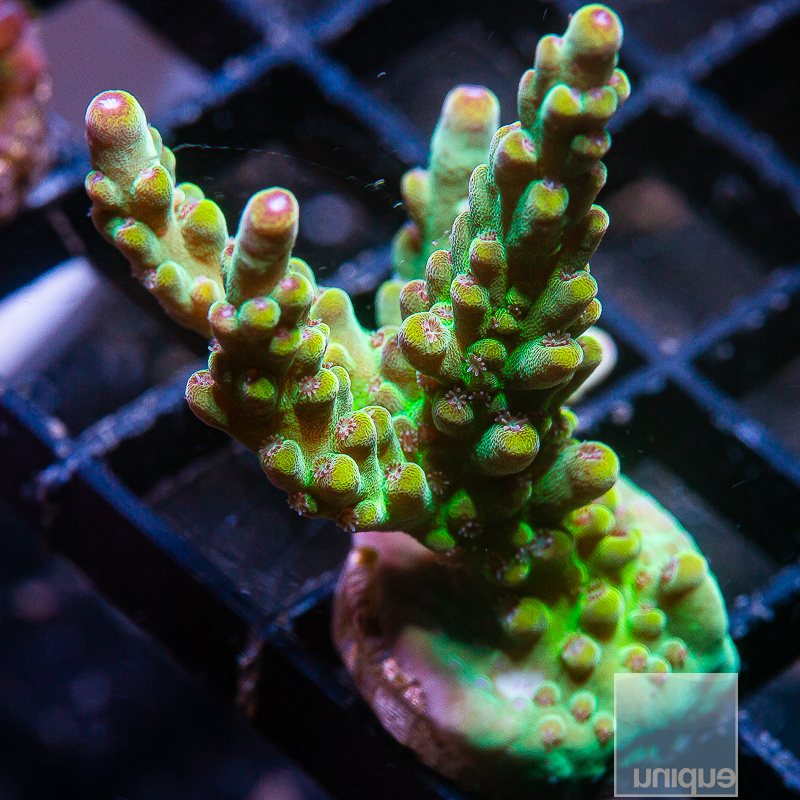 P Acropora 79 36.JPG