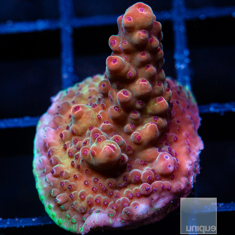 p acropora 79 46 (2).jpeg