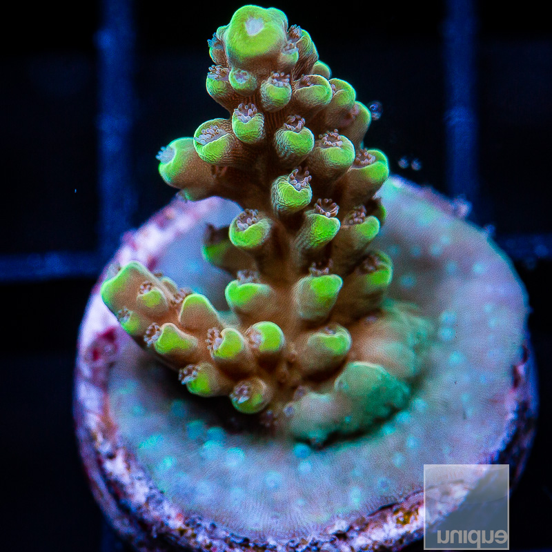 P Acropora 79 46.JPG