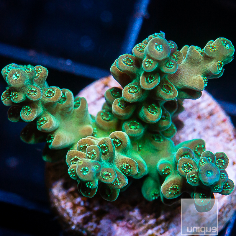 P Acropora 79 51.JPG