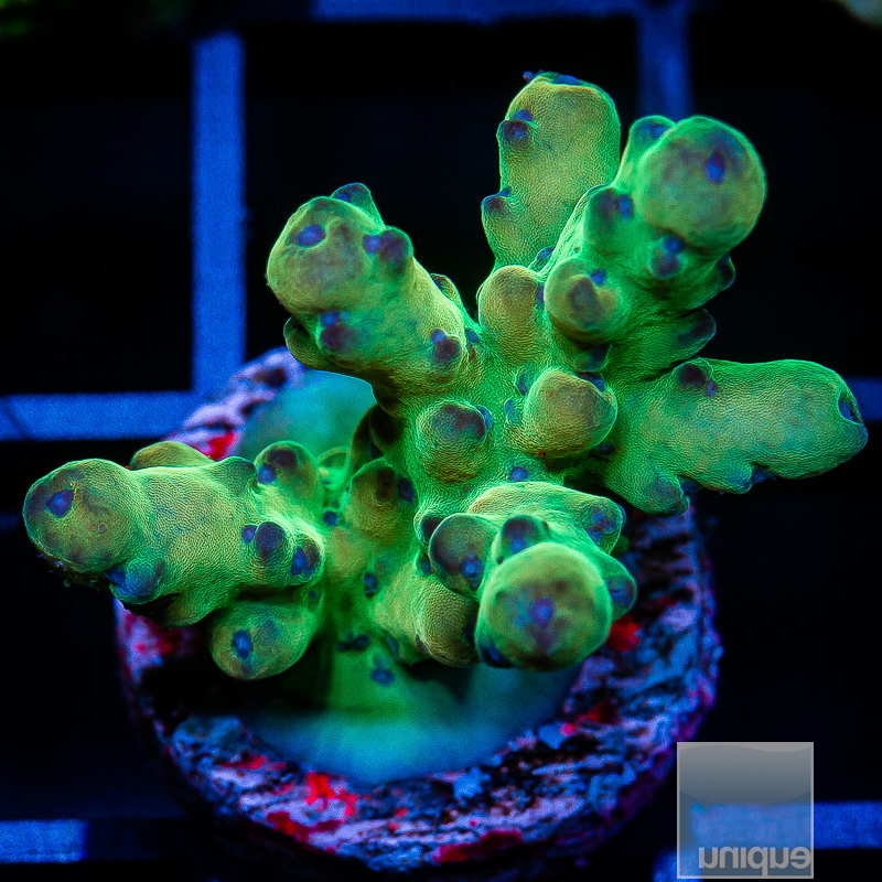 P Deepwater Acropora 89 42.JPG