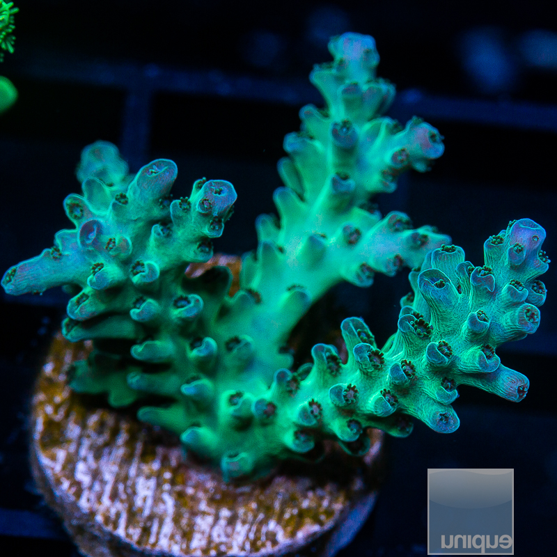 P Deepwater Acropora 99 56.JPG