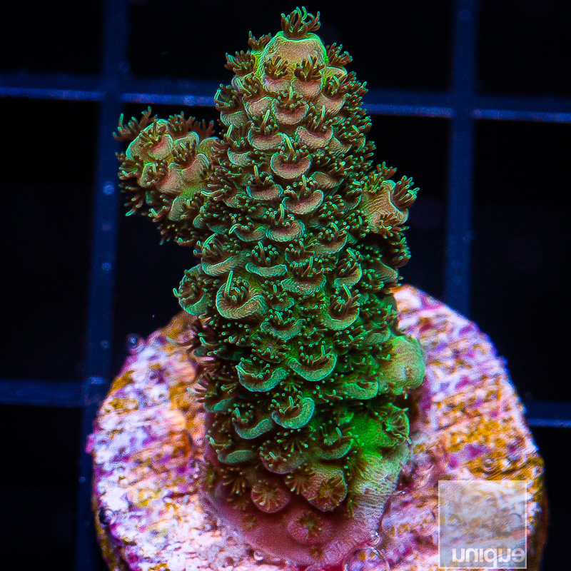 P Green Millepora 69 35.JPG