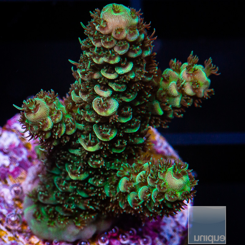 P Green Millepora 69 36.JPG