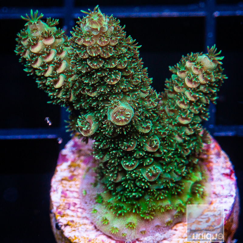 P Green Millepora 69 45.JPG