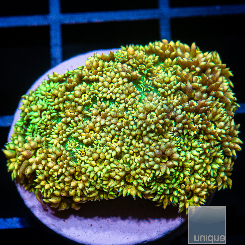 P Metallic Yellow Goniopora 299 139.JPG