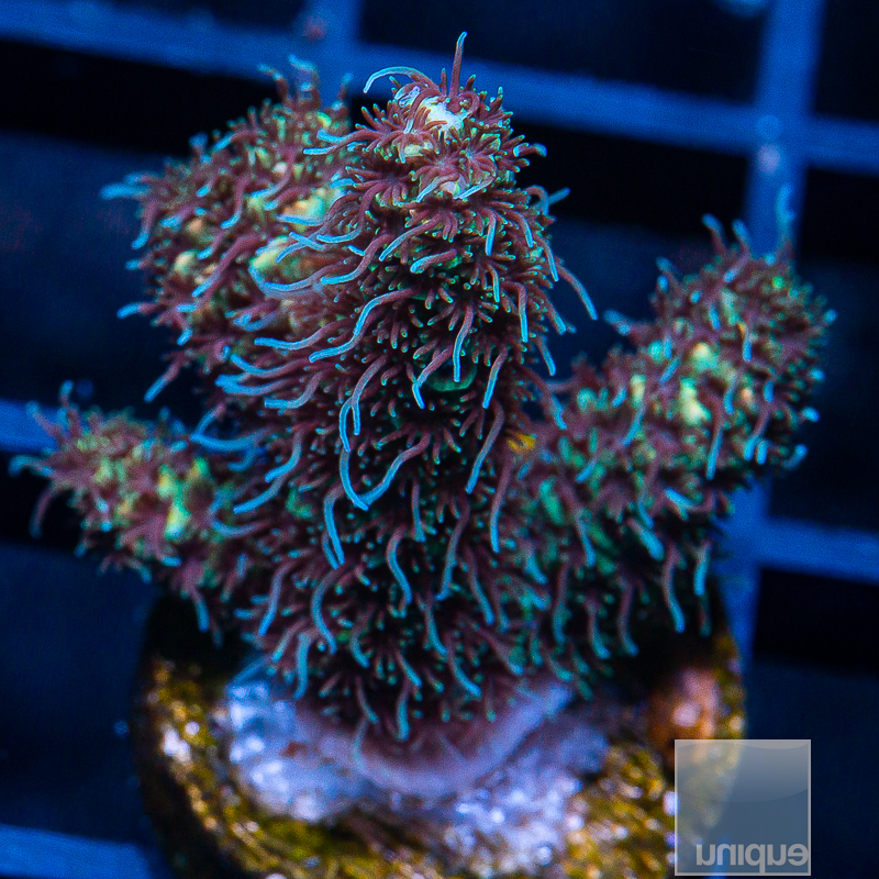 P Millepora 119 76.JPG