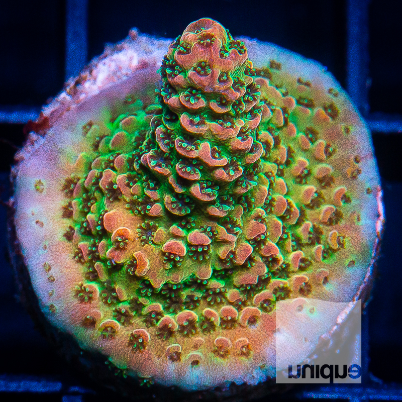 P Millepora 89 66.jpg