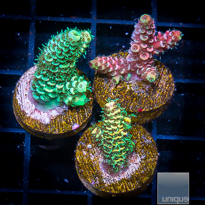 P Millepora Frag Pack 229 160.JPG