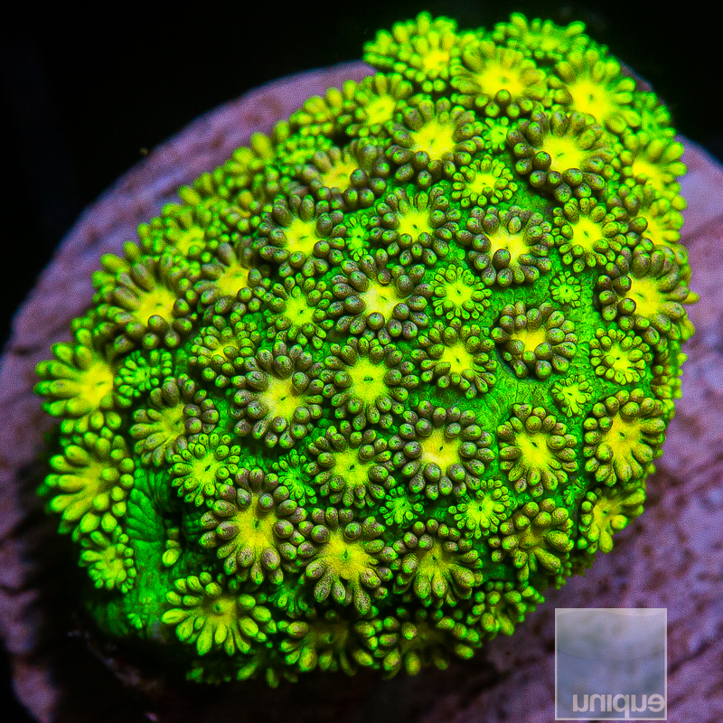 P Neon Goniopora 129 75.JPG