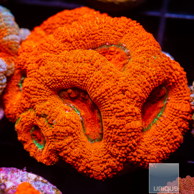 P Orange Acan Lord 129 75.JPG