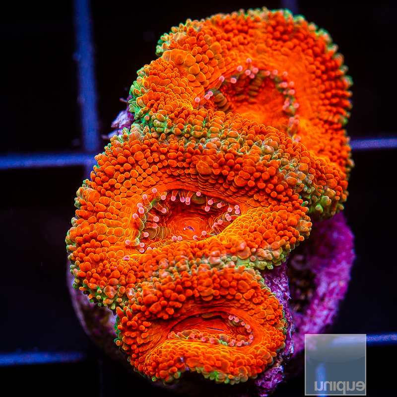 P Orange Acan Lord 99 56.JPG