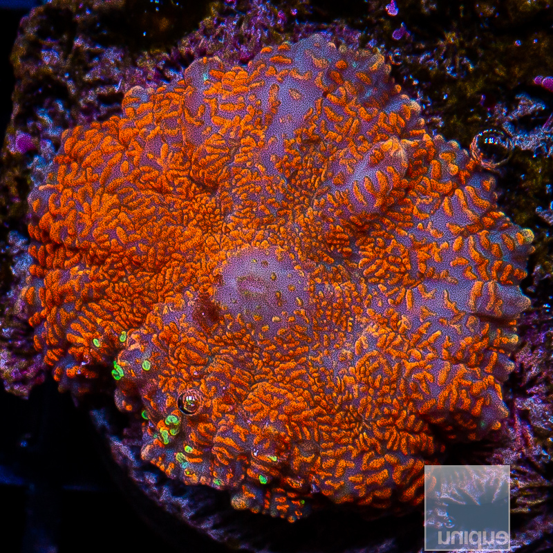 P Orange Rhodactis 69 36.JPG