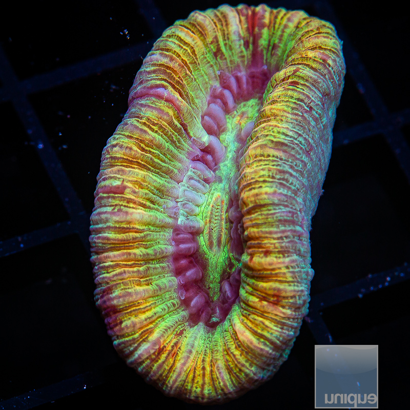 P Peach Rim Trachyphyllia 139 92.JPG