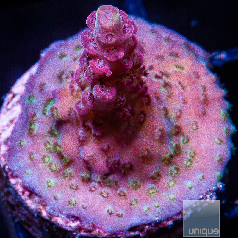 P Pink Acropora 119 55.JPG