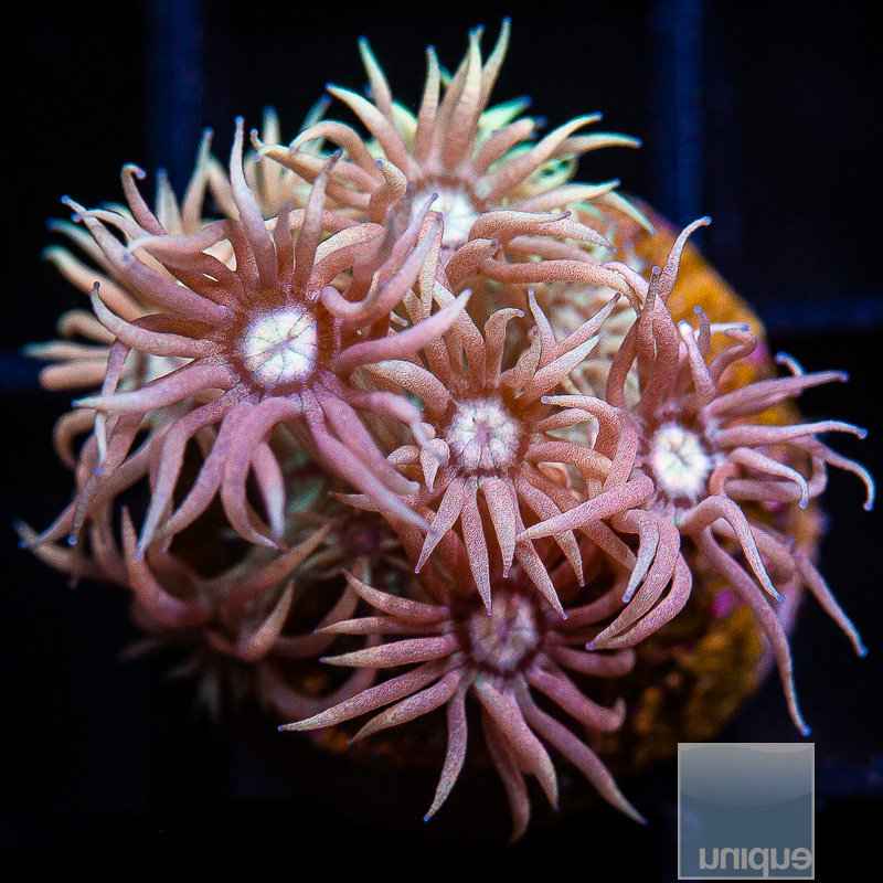 P Pink Goniopora 119 72.JPG