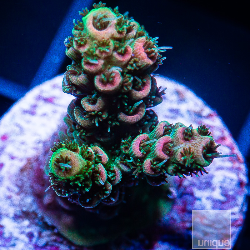 P Pink Millepora 79 45.JPG