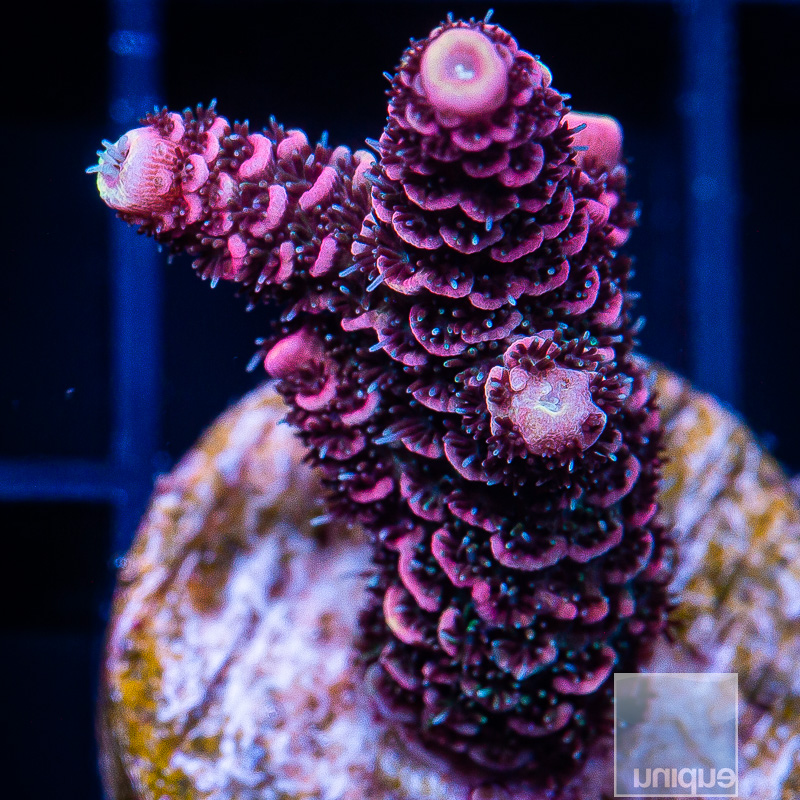 P Pink Millepora 89 56.JPG