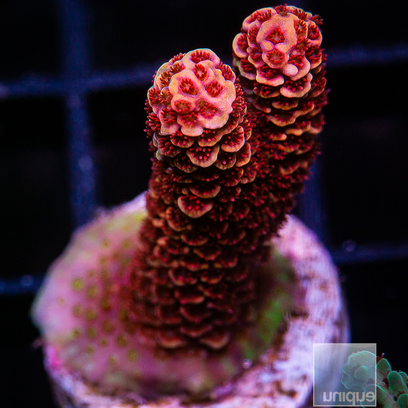 P Red Millepora 119 82.JPG