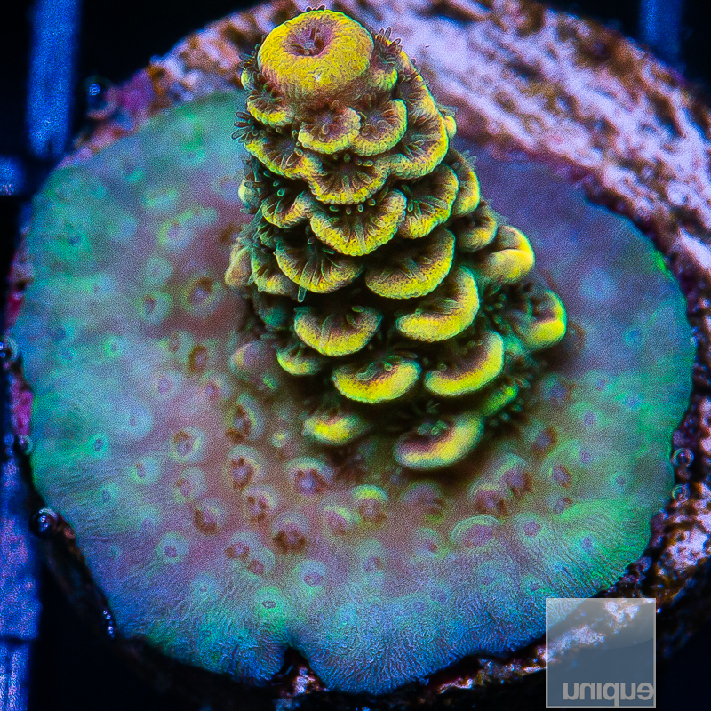 P Yellow Millepora 89 56.JPG