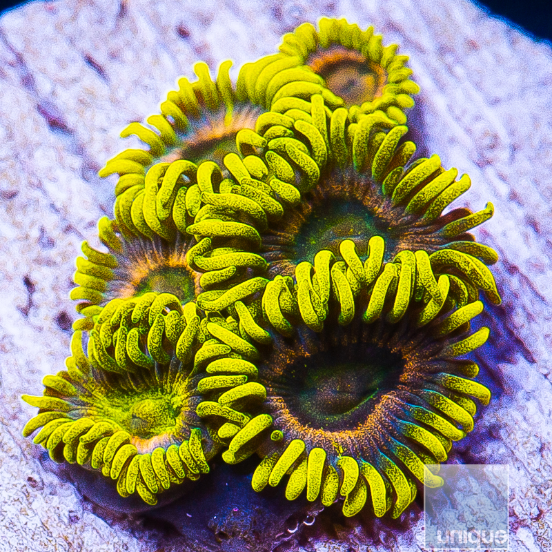 P Yellow Zoanthids 89 46.JPG