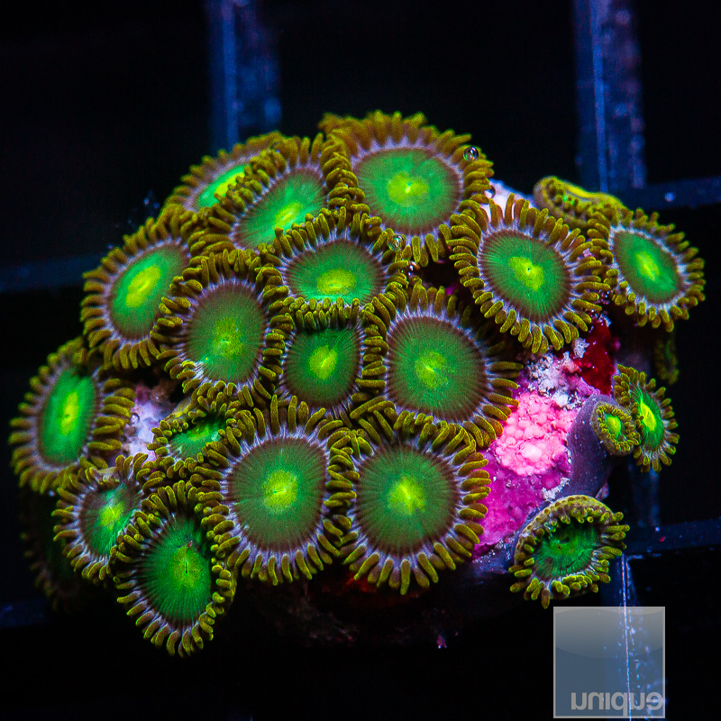 P Zoanthid 119 26.JPG