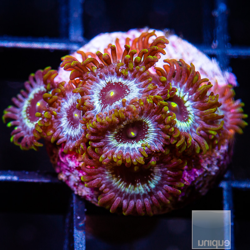 P Zoanthid 119 55.JPG