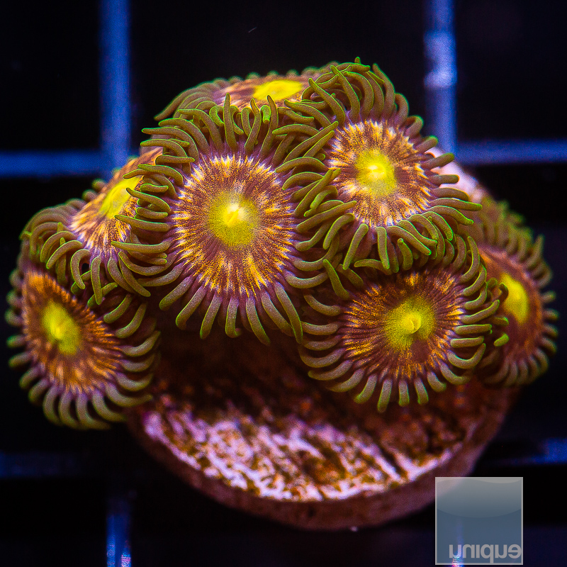 P Zoanthid 59 28.JPG