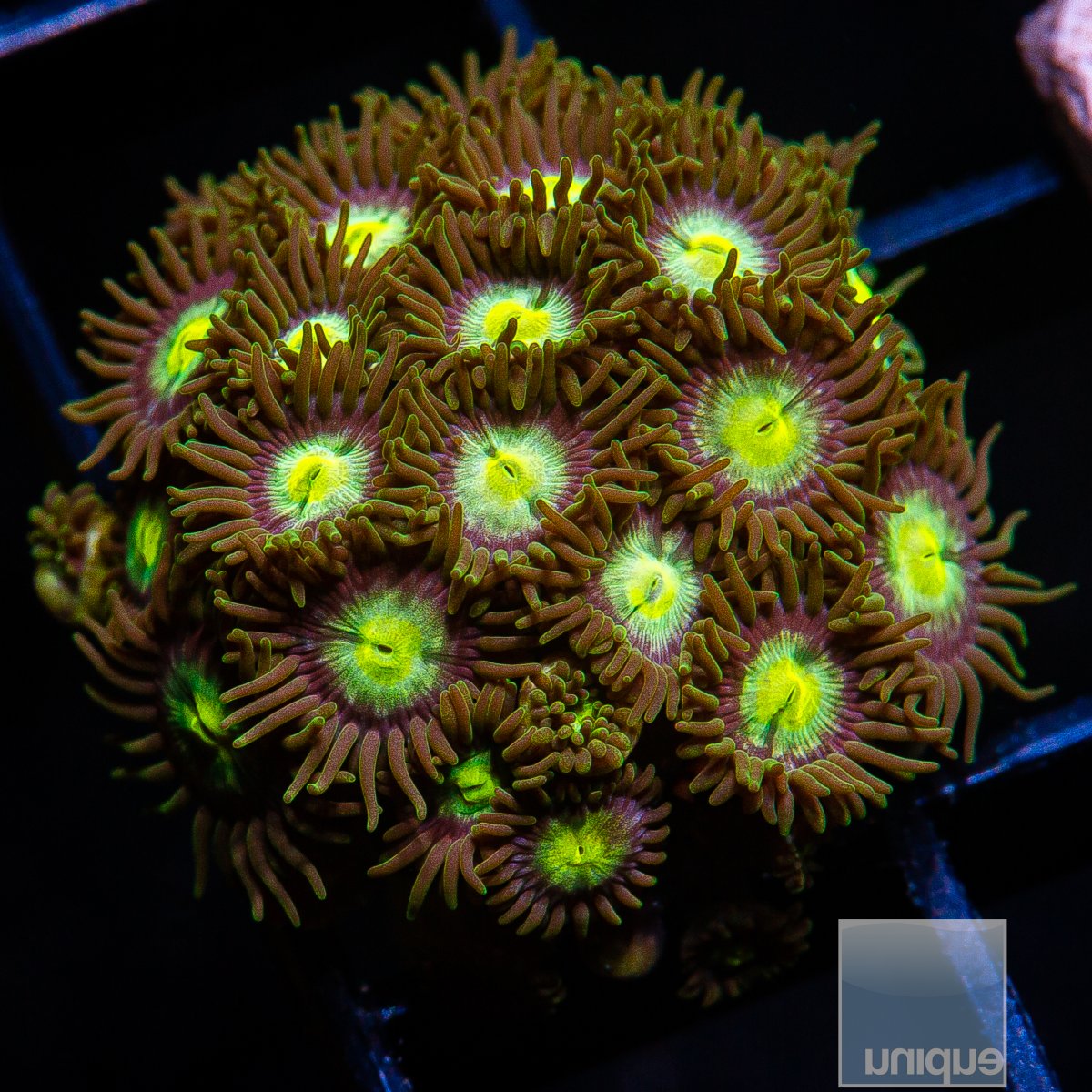 P Zoanthid 99 36.JPG