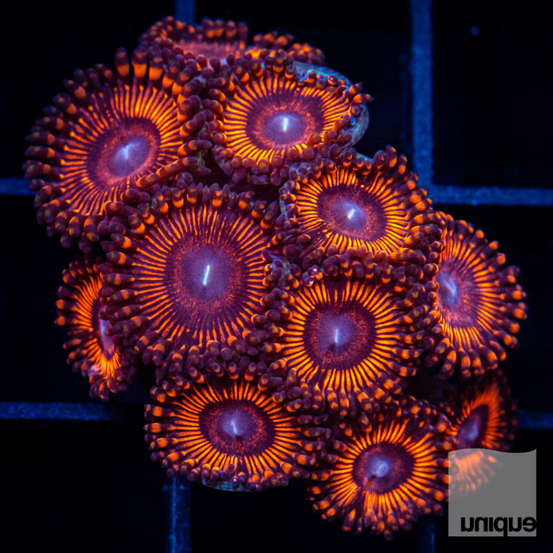 P Zoanthids 119 88.jpg