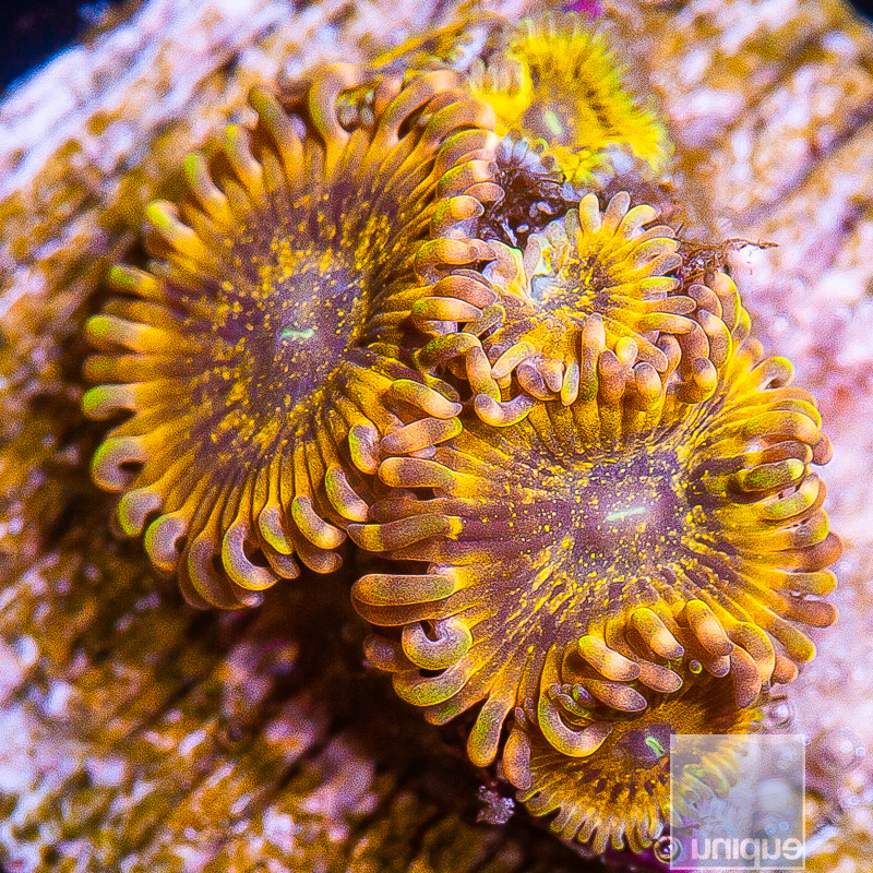 P Zoanthids 199 120.JPG