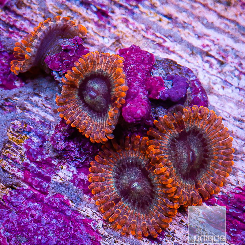 P Zoanthids 69 35.JPG