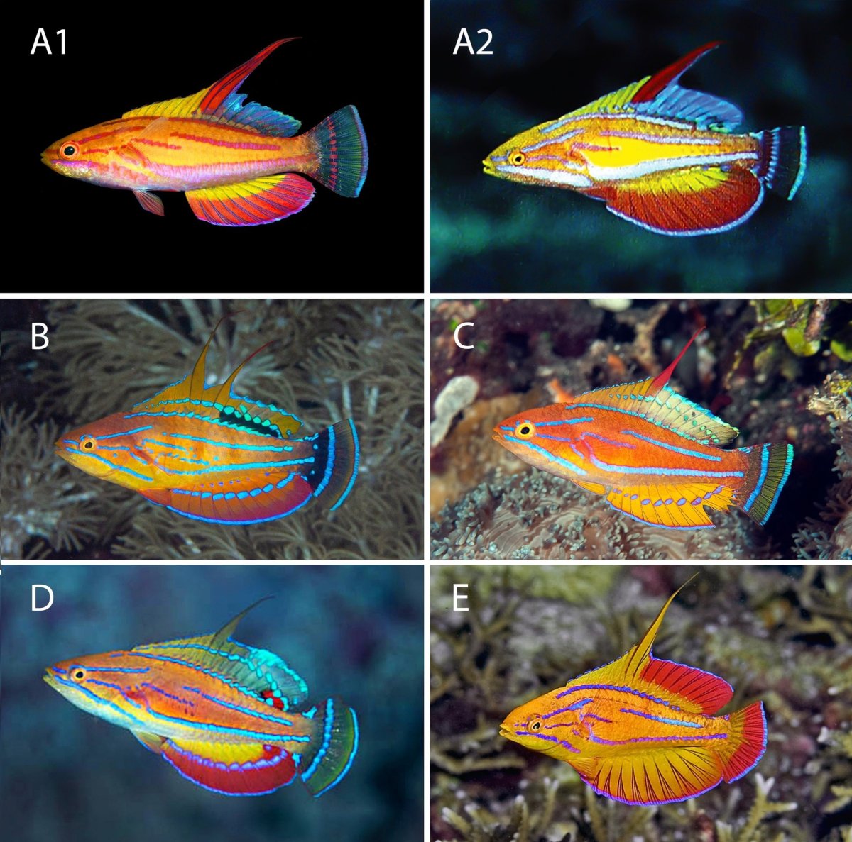 Paracheilinus_amanda-novataxa_2023-Tea_Walsh__@FishGuyKai_@Diploprion_@IchsAndHerps.jpg