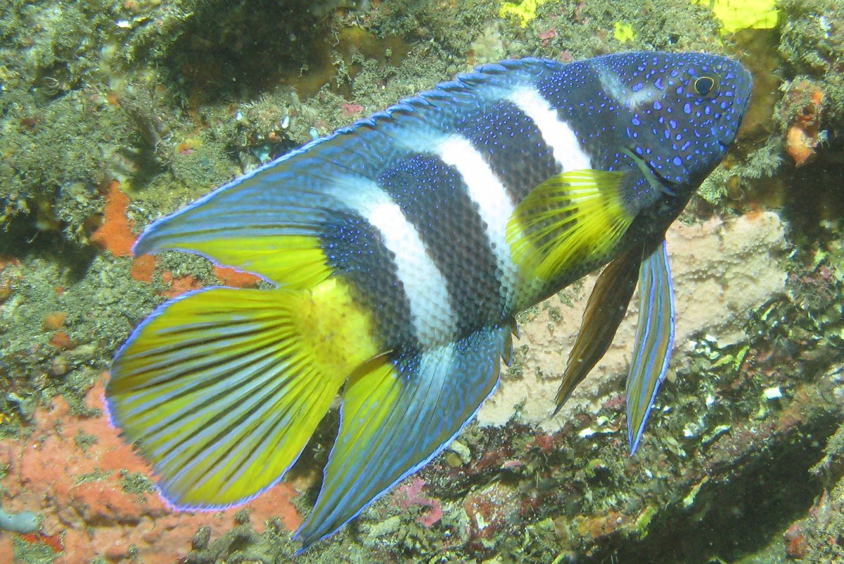 Paraplesiops_bleekeri_1.jpg