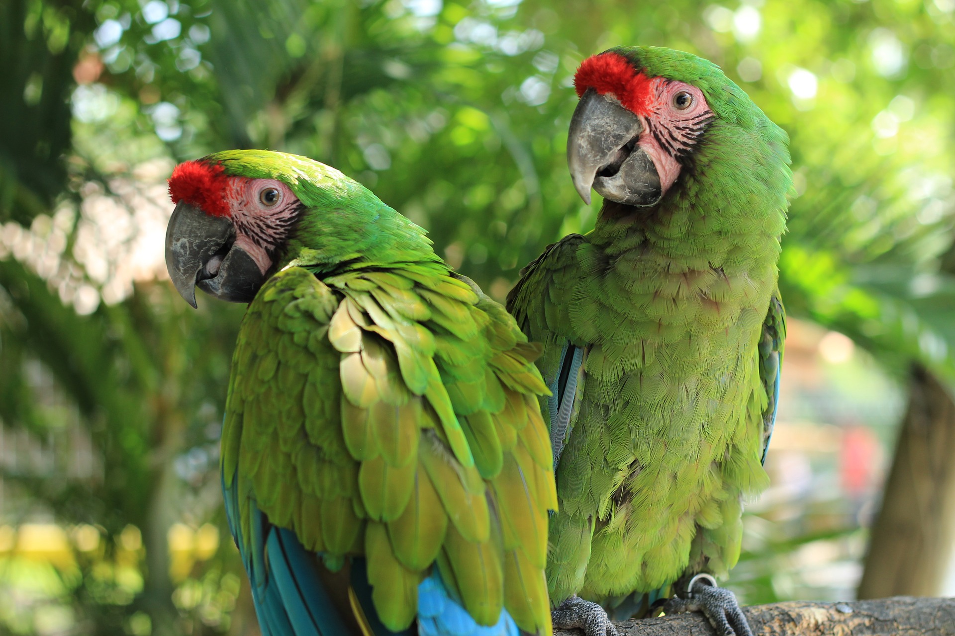 parrot-2659023_1920.jpg