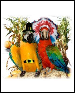 parrot-thanksgiving.jpg