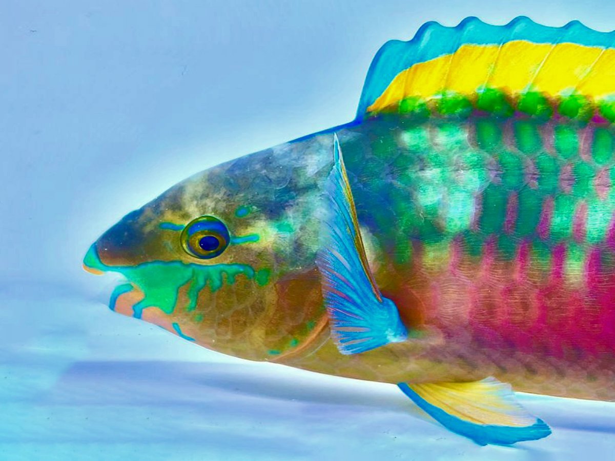 Parrotfish 1.jpg