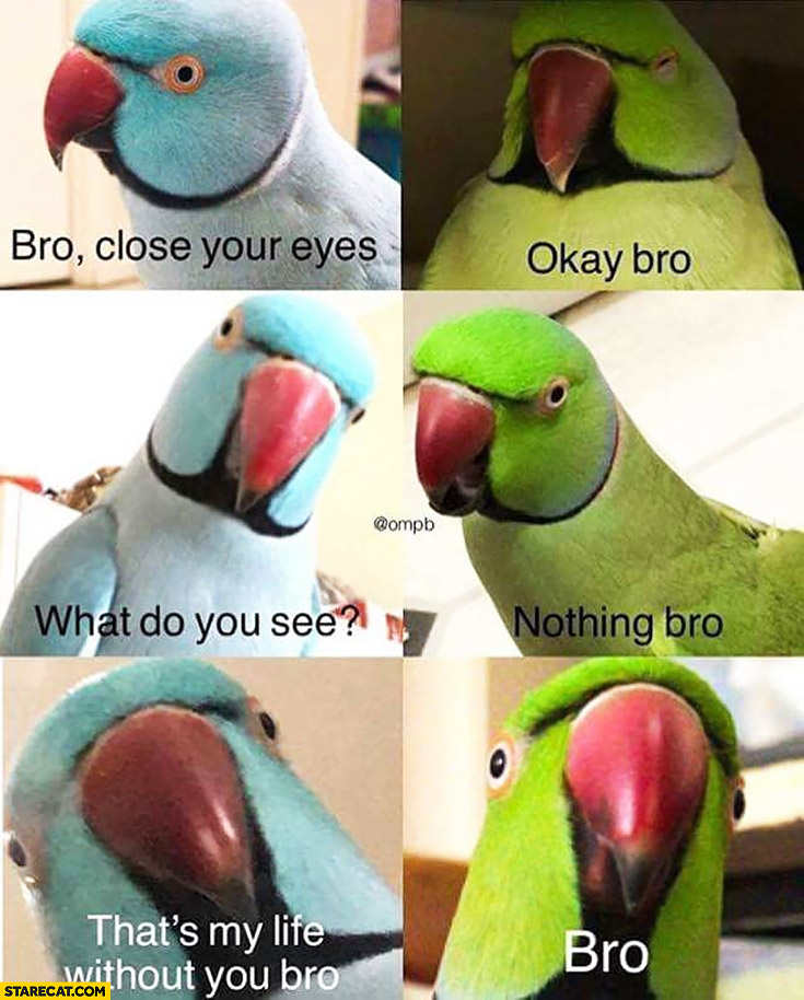 parrots-bro-close-your-eyes-okay-bro-what-do-you-see-nothing-bro-thats-my-life-without-you-bro.jpg