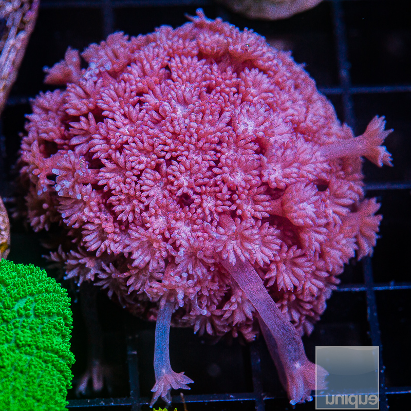 Pastel Pink Goniopora 99 46.JPG