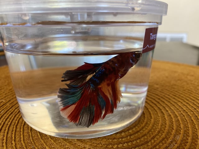 patches-the-tangerine-koi-betta-v0-wvkhl1mgcyad1.jpg