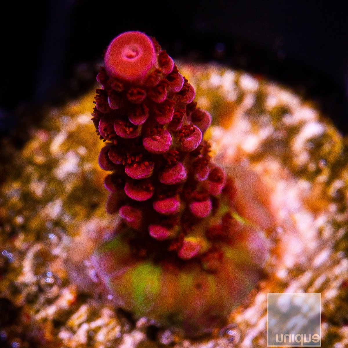 PC Rainbow Acropora 79 46 (1).JPG