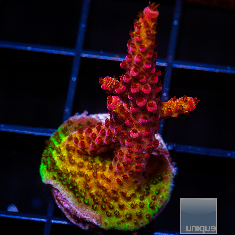 PC Rainbow Acropora 79 46.JPG