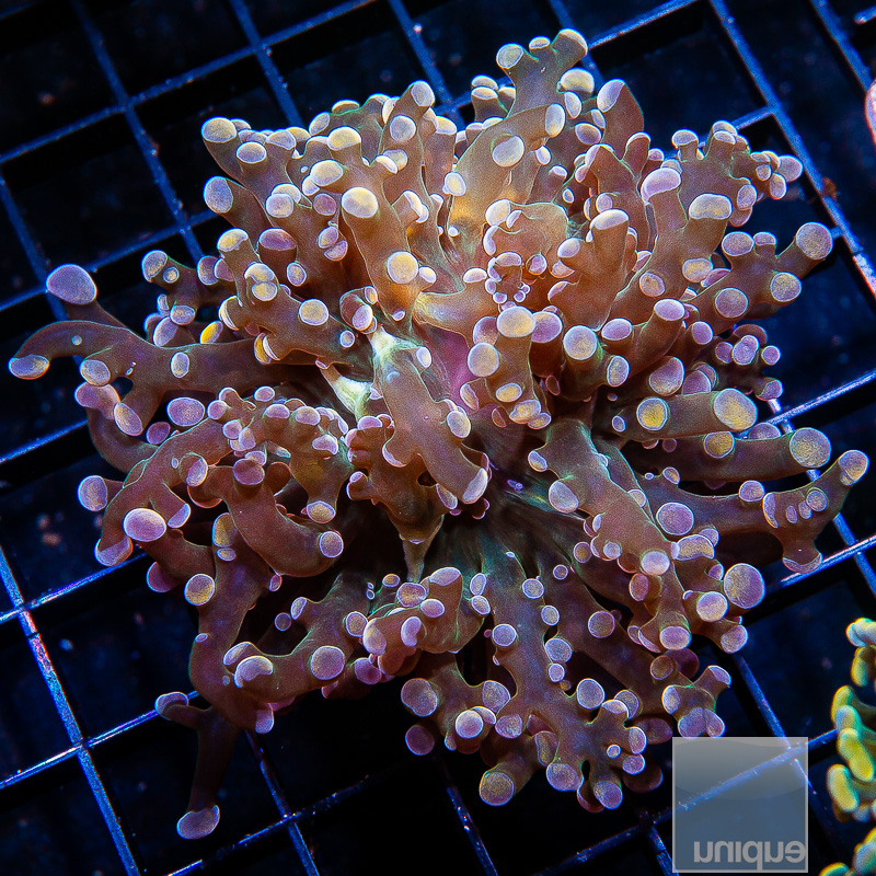 Peach Frogspawn 119 56.JPG