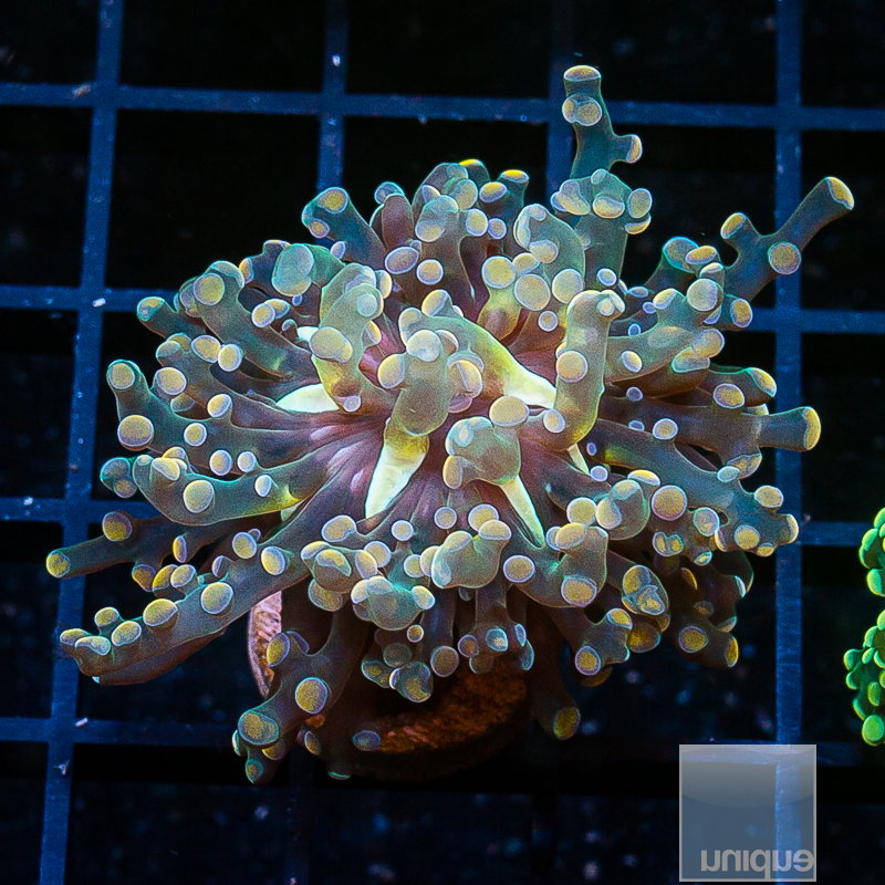 Peach Frogspawn 199 112.JPG