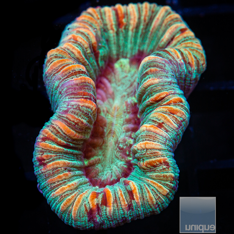 Peach Rim Trachyphyllia 129 80.JPG